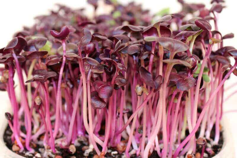 rambo radish microgreens close up
